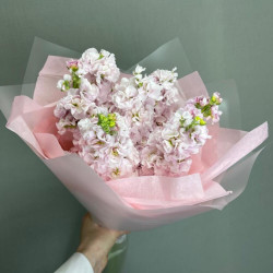 7 розовых маттиол